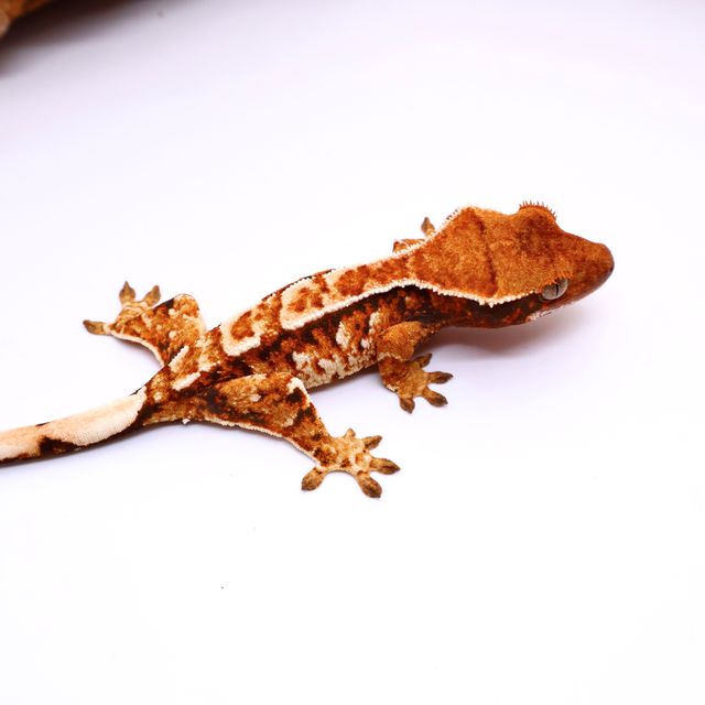 노멀 트라이 할리퀸 텐저린 바브