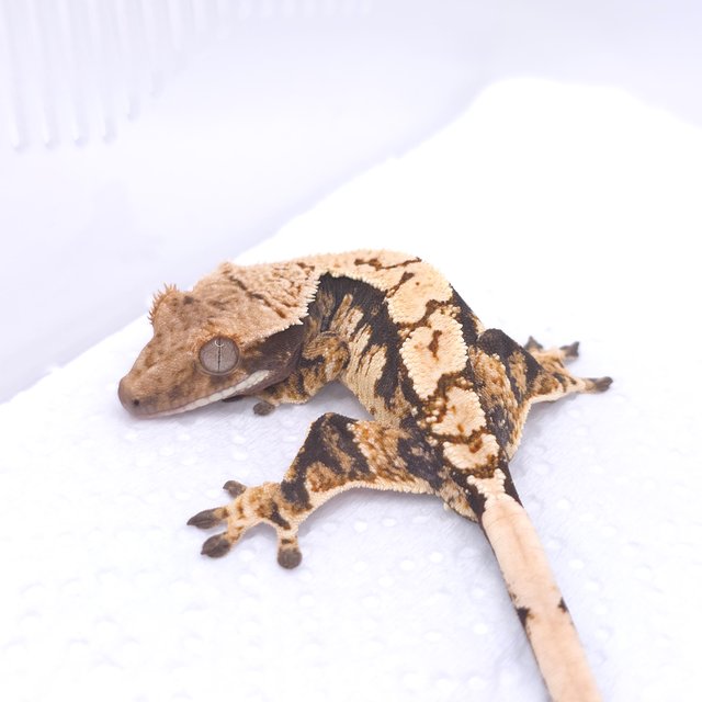 트라이 익스트림할리퀸