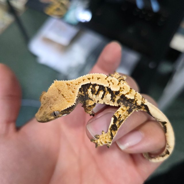 트라이 익스트림할리퀸