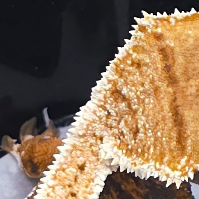 텐저린 트라이 익스트림할리퀸