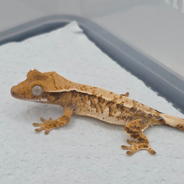 트라이 익스트림할리퀸