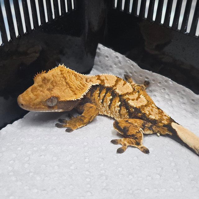 트라이 익스트림할리퀸