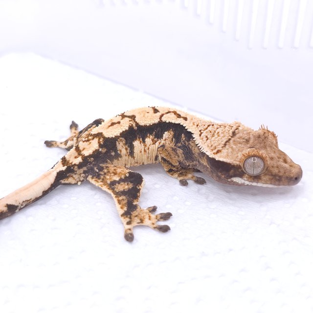 트라이 익스트림할리퀸