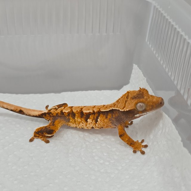 트라이 익스트림할리퀸