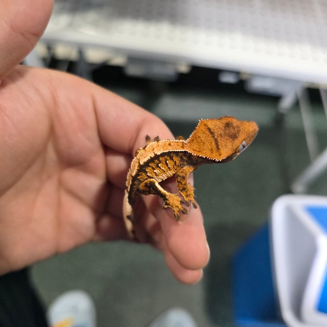 텐저린 트라이 익스트림할리퀸