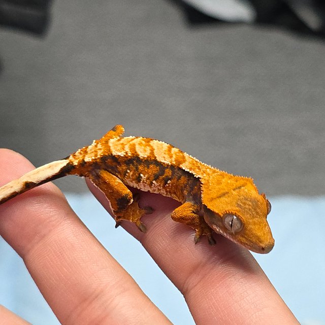 텐저린 트라이 익스트림할리퀸