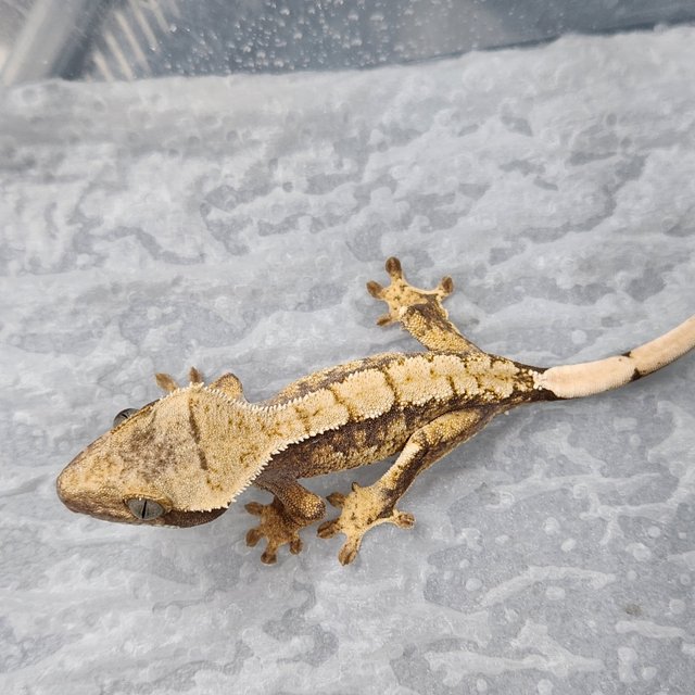 트라이 익스트림할리퀸