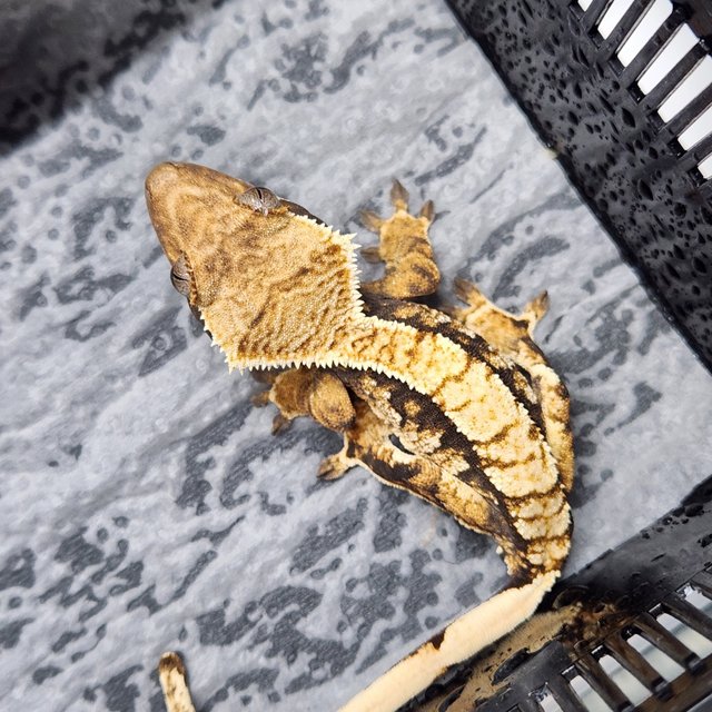 트라이 익스트림할리퀸