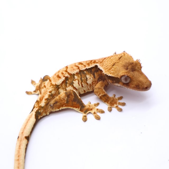 트라이 익스트림할리퀸 할리퀸