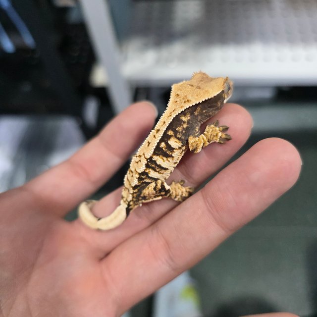 트라이 익스트림할리퀸