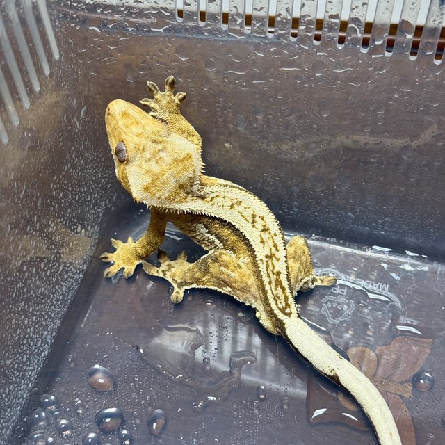 풀핀 쿼드 크림시클