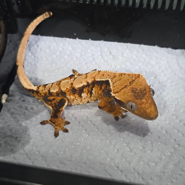 트라이 익스트림할리퀸