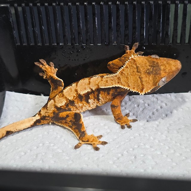 트라이 익스트림할리퀸