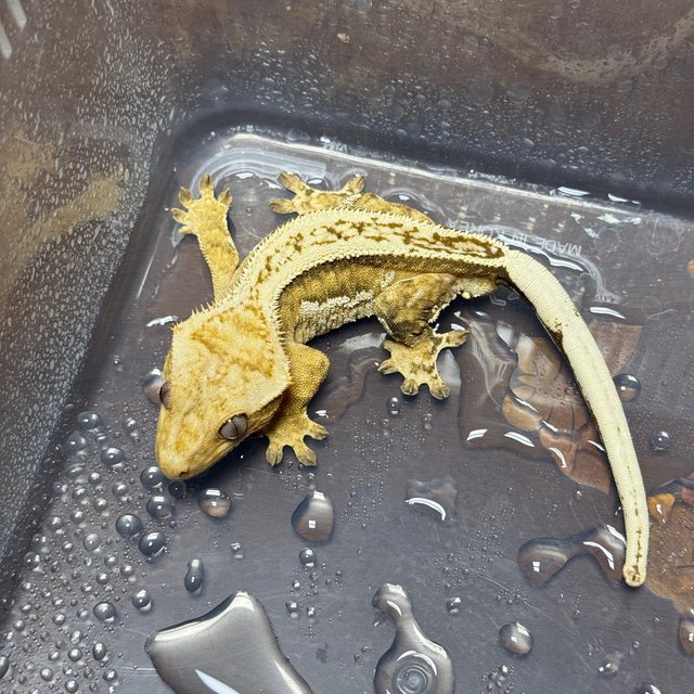 풀핀 쿼드 크림시클