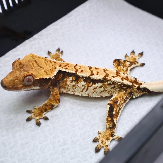 트라이 화이트스팟