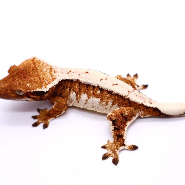 트라이 드리피 화이트핀 화이트 레이지 바브