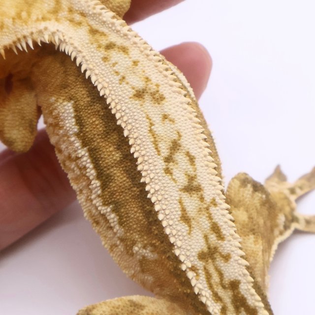 풀핀 쿼드 크림시클