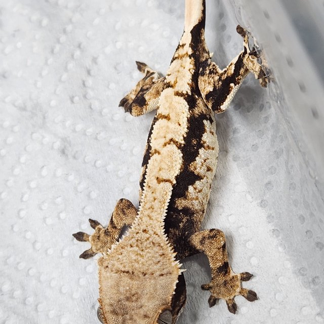 트라이 익스트림할리퀸