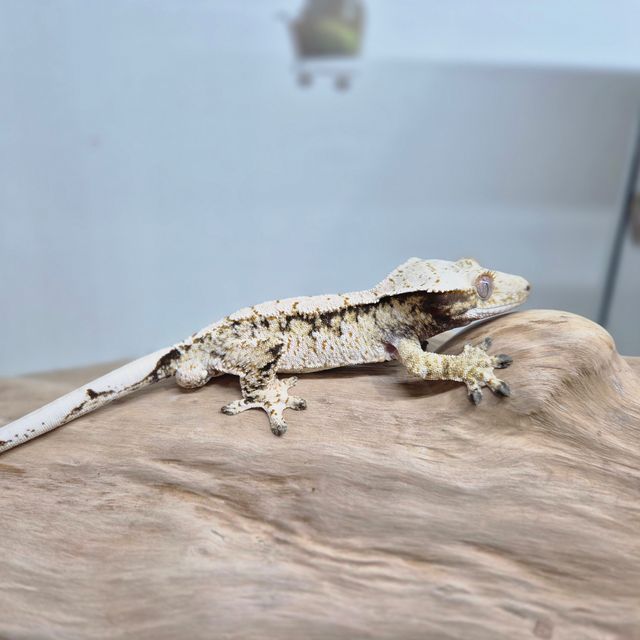 트라이 화이트스팟