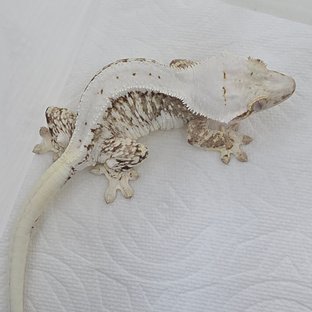 릴리100%헷아잔틱