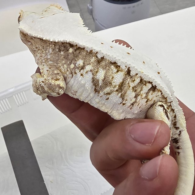 릴리100%헷아잔틱