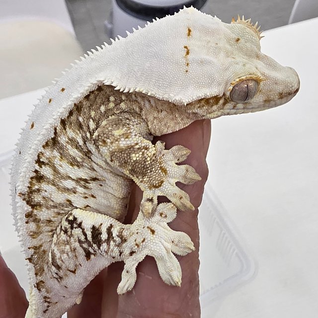 릴리100%헷아잔틱