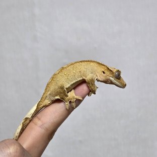 벅스킨 브린들 옐로우