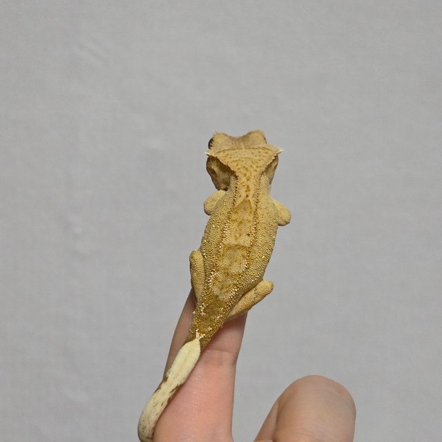 벅스킨 브린들 옐로우