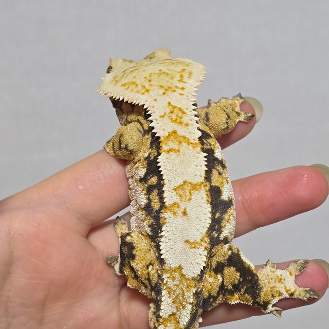 트라이 익스트림할리퀸