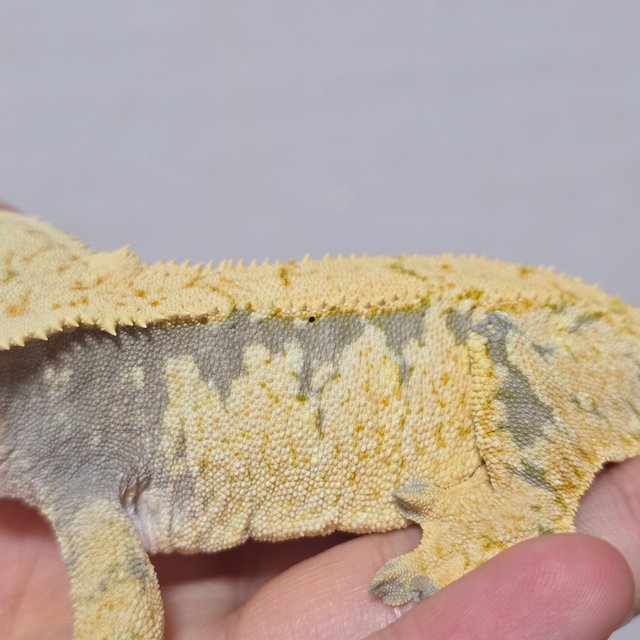 노멀 화이트스팟