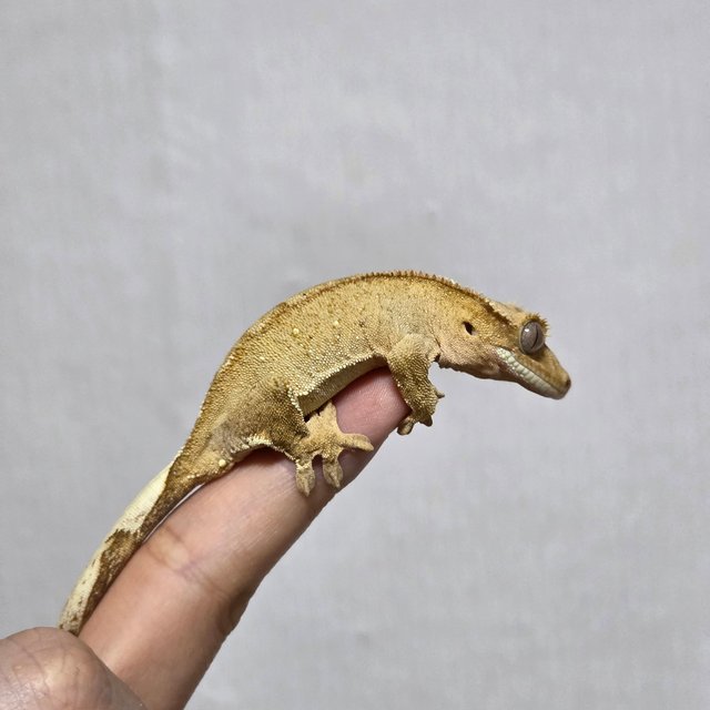 벅스킨 브린들 옐로우