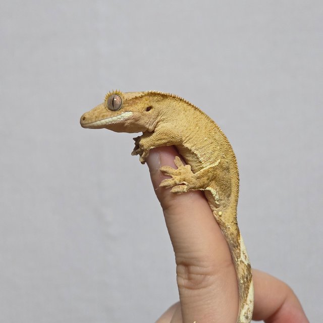 벅스킨 브린들 옐로우