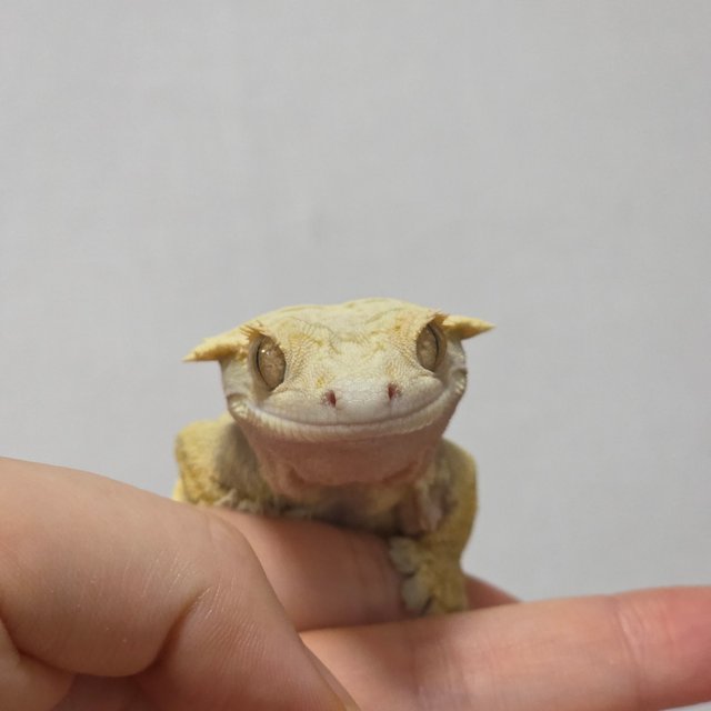 노멀 화이트스팟