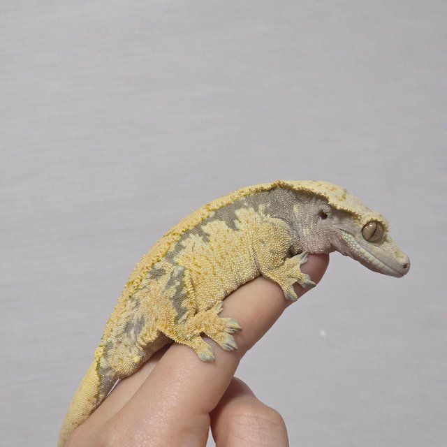 노멀 화이트스팟