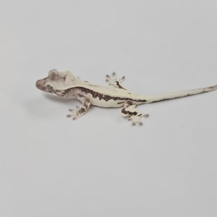 릴리 세이블 아잔틱 세이블 릴잔틱