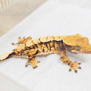 Tri Extreme Harlequin