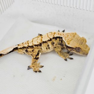 노멀 트라이 익스트림할리퀸