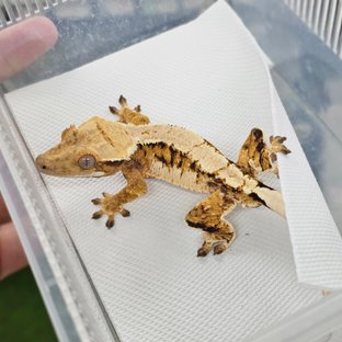 Normal Tri Extreme Harlequin Barb