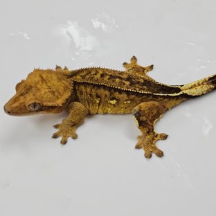 팬텀 블랙 챠콜