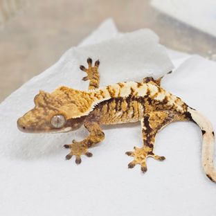 Normal Tri Extreme Harlequin White Spot