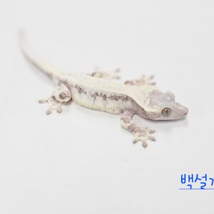 설기