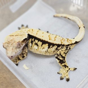 Normal Tri Extreme Harlequin