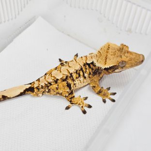 노멀 트라이 익스트림할리퀸