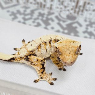 Normal Tri Extreme Harlequin Drippy White Spot