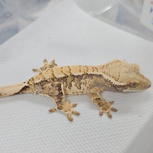 트라이 익스트림할리퀸