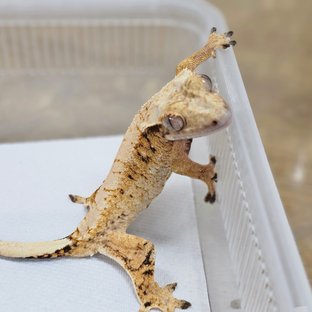 Normal Tri Extreme Harlequin