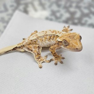 Normal Tri Extreme Harlequin White Spot Drippy