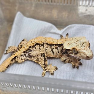 Normal Tri Extreme Harlequin