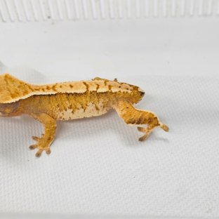 트라이 익스트림할리퀸