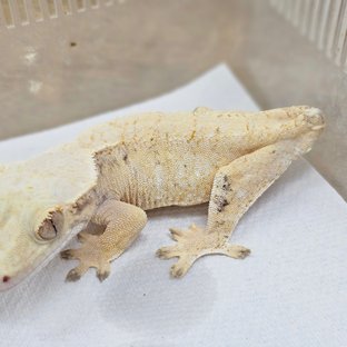 Tri Extreme Harlequin White Spot Drippy